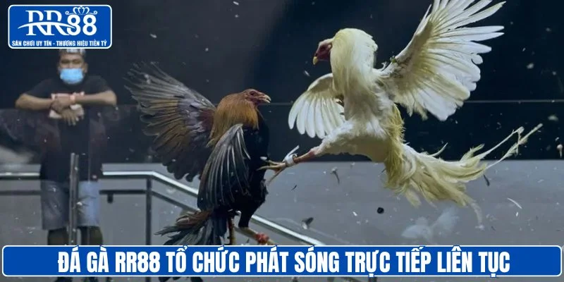 Đá gà RR88 tổ chức phát sóng trực tiếp liên tục