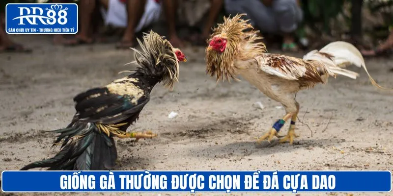 Giống gà khỏe mạnh được ưu tiên chọn đá cựa dao